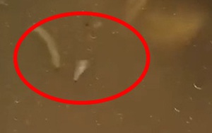 Hầm đùi gà xong thấy toàn dòi nổi lên, chủ nhân nồi gà hoảng sợ nhưng cư dân mạng lại chỉ ra chi tiết vô cùng đặc biệt