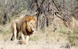 Cận cảnh màn nội chiến kịch liệt của bầy sư tử