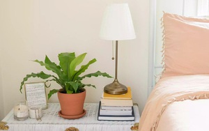 6 cây cực phẩm cho mọi căn chung cư: Không cần nhiều nắng, nhiệt độ nào cũng chơi