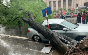 Hà Nội: Bão số 7 gây mưa lớn cả ngày, nhiều cây xanh bật gốc, đè bẹp "xế hộp" Camry