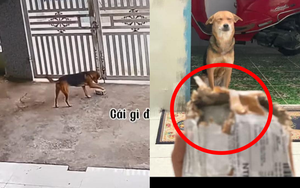 Thấy chiếc hộp ở sân, chú chó cắp vào nhà nhưng ngờ đâu đằng sau đó là một "thảm họa"