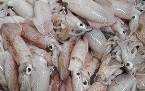 Cách phân biệt 5 loại mực phổ biến, giá cả và mẹo chọn mực tươi ngon
