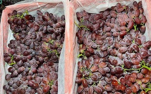 Sự thật về loại nho không hạt, siêu ngọt, siêu giòn và chỉ hơn 30.000 đồng/kg đang gây sốt tại Việt Nam