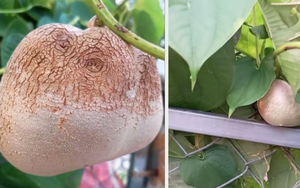 Thanh niên khẳng định 95% người sẽ đoán sai tên quả này, hoá ra là có họ hàng với một loại củ cực quen thuộc?