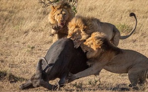 So sánh hành vi săn mồi của sư tử, hổ và báo đốm cho thấy sự khác biệt về giải phẫu của ba loài mèo lớn!
