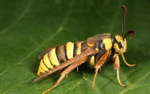 Nhìn thì cứ tưởng là ong bắp cày khổng lồ, nhưng thực chất đây chỉ là một loài bướm đêm