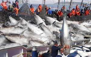 Sướng mắt cảnh kéo lưới bắt hàng trăm tấn cá cùng lúc và chế biến ngay trên thuyền