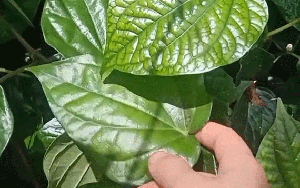 Hai loại lá có đầy ở Việt Nam nhưng vẫn có người không phân biệt được vì nhìn quá giống nhau