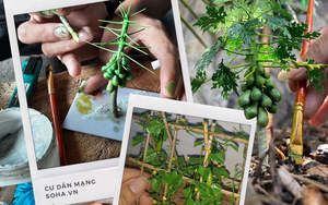 Nghỉ dịch ở nhà, chàng phụ hồ trổ tài làm cả vườn cây xanh từ giấy, dây thép: Tác phẩm khiến nhiều người nể