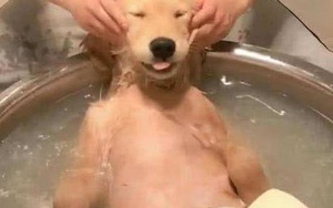 Đưa chó Golden đi tắm, chủ nhân bị “đuổi khéo”: Anh cầm thêm tiền, mời đi hàng khác!