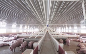 Dabaco góp vốn 100 tỷ đồng thành lập công ty nuôi lợn tại Thanh Hóa