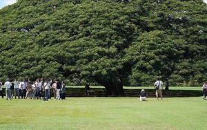 Cây khổng lồ trăm tuổi "hái ra tiền" ở Hawaii