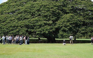 Cây khổng lồ trăm tuổi "hái ra tiền" ở Hawaii