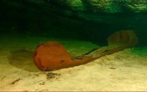 Phát hiện xuồng gỗ hơn 1.000 năm tuổi của người Maya trong hồ nước ngọt Mexico