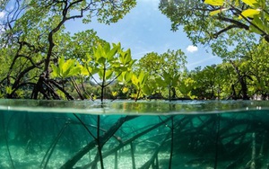 Rừng ngập mặn bí ẩn ở Mexico