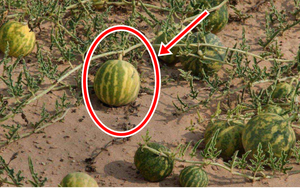 Trên sa mạc bất ngờ mọc vô số quả dưa hấu, chuyên gia: Có khát cũng không được chạm vào