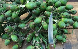 Khởi tố, tạm giam 4 thanh niên chuyên trộm… cau