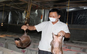 Lão nông làm giàu từ mô hình nuôi dúi