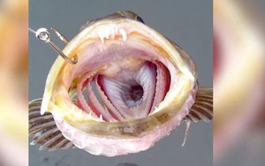 Kỳ lạ loài cá có 555 chiếc răng... và rụng 20 chiếc mỗi ngày