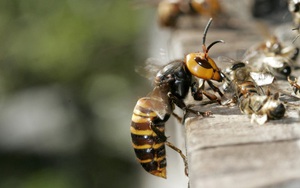 Ong mật Mỹ thất thủ khi bị ong bắp cày Châu Á xâm lược, nhà khoa học của họ đã đến Ba Vì chỉ để xem ong mật Việt Nam phòng thủ tổ thế nào
