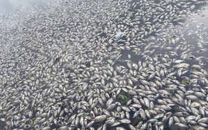 Đà Nẵng: Cá chết nổi trắng hồ Thạc Gián, mùi nồng nặc ngộp thở