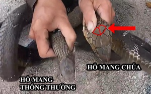 Tránh nhầm lẫn chết người, đây là cách phân biệt hổ mang chúa, hổ mang thường và hổ trâu