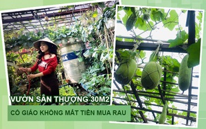 Cô giáo Hà Nội mát tay trồng cả chợ rau trên 30m2 sân thượng, người ở quê lên cũng phải nể