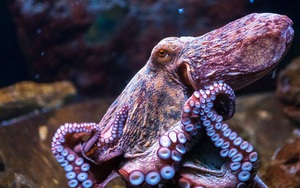 Anh: Công bố dự luật bảo vệ những loài như bạch tuộc và tôm hùm, giúp chúng khỏi đau đớn trước khi bị nấu