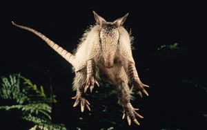 "Một chuyến săn người ngoài hành tinh" trong thị trấn đang bị bao vây bởi những con armadillo tại Mỹ