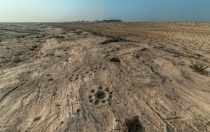 Giải mã bức chạm khắc 'bí ẩn' trên sa mạc tại Qatar
