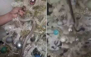 Kinh hãi phát hiện dây kim tuyến quấn quanh cây thông Noel là một con rắn