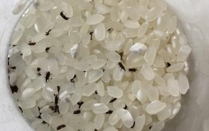Những cách đuổi mọt gạo hiệu quả từ các nguyên liệu có sẵn trong nhà
