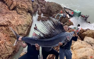 Ném con cá kiếm hơn 32,5 kg xuống nước biển, nhóm người thu được 'một vốn bốn lời'