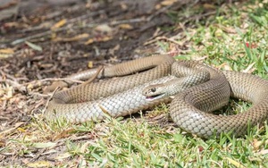'Tóm dính' hai con rắn cực độc đang giao phối trong nhà