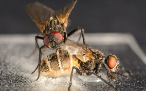 Kinh hoàng loài nấm tạo ra 'tình dược', kích thích ruồi đực giao phối với ruồi cái đã 'ngủm củ tỏi'