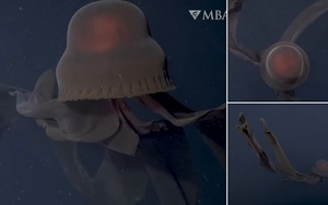Clip hiếm về sứa ma khổng lồ, xúc tu dài ngang chiều cao ngôi nhà 3 tầng