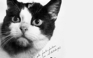 Chuyện chú mèo hoang ở Paris trở thành ‘phi hành gia’ bay vào vũ trụ