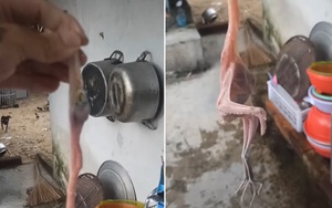 Bắt được con cò về làm thịt, chàng trai sững người khi vặt hết lớp lông còn dân mạng thì cười mệt