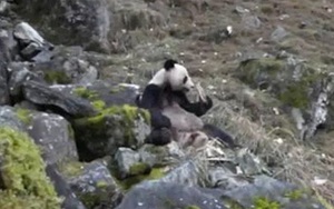 Kiểm lâm Trung Quốc "bắt quả tang" một con gấu trúc đang ăn thịt