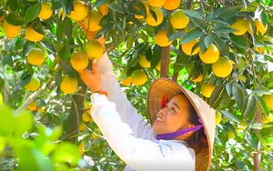 Nhờ 'bí kíp' này, nhiều chủ vườn cam, bưởi ở Bắc Giang vừa hút khách lại bán đắt hàng