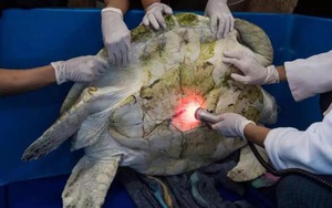 Chú rùa nuôi trong chùa 35 năm đột ngột qua đời: Bác sĩ chết lặng khi mổ bụng con vật
