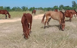 Khởi tố người đàn ông buôn lậu 7 con ngựa qua biên giới