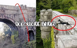 Giải mã cây cầu bí ẩn khiến cho loài chó cứ đi qua là muốn tự tử