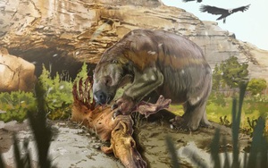 Phát hiện bằng chứng trực tiếp đầu tiên về việc loài lười khổng lồ cổ đại không phải là động vật ăn chay