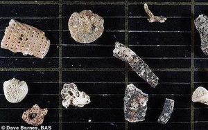 77 sinh vật như ngoài hành tinh trong "mộ băng" 6.000 tuổi