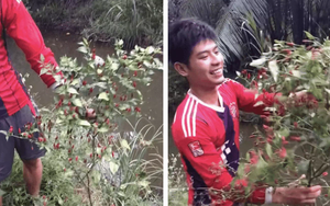 Cây ớt ra quả trĩu cành nhưng chàng trai lại làm một chuyện khiến cả cõi mạng tiếc nuối: Nhà tôi không có mà ăn!