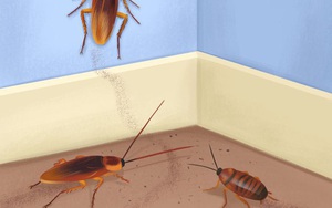 Thấy 7 dấu hiệu này chứng tỏ sâu bọ, côn trùng đang ngấm ngầm xâm chiếm nhà bạn, nhiều loài mắt thường khó phát hiện