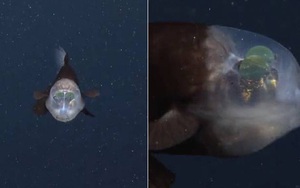 Clip: Loài cá siêu hiếm có cái đầu trong suốt, 2 mắt xanh lè nằm bên trong hộp sọ tăng thêm phần quái dị
