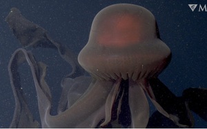 Chiêm ngưỡng vẻ đẹp mê hoặc của sứa biển khổng lồ