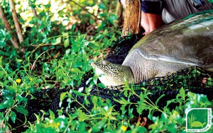 Gian nan 17 năm lần tìm rùa Hoàn Kiếm